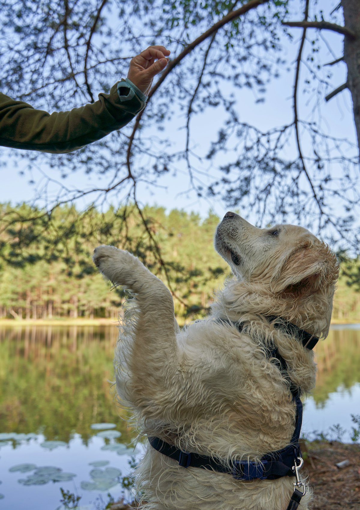 Golden retriever puppy receiving a training treat as positive reinforcement during obedience training