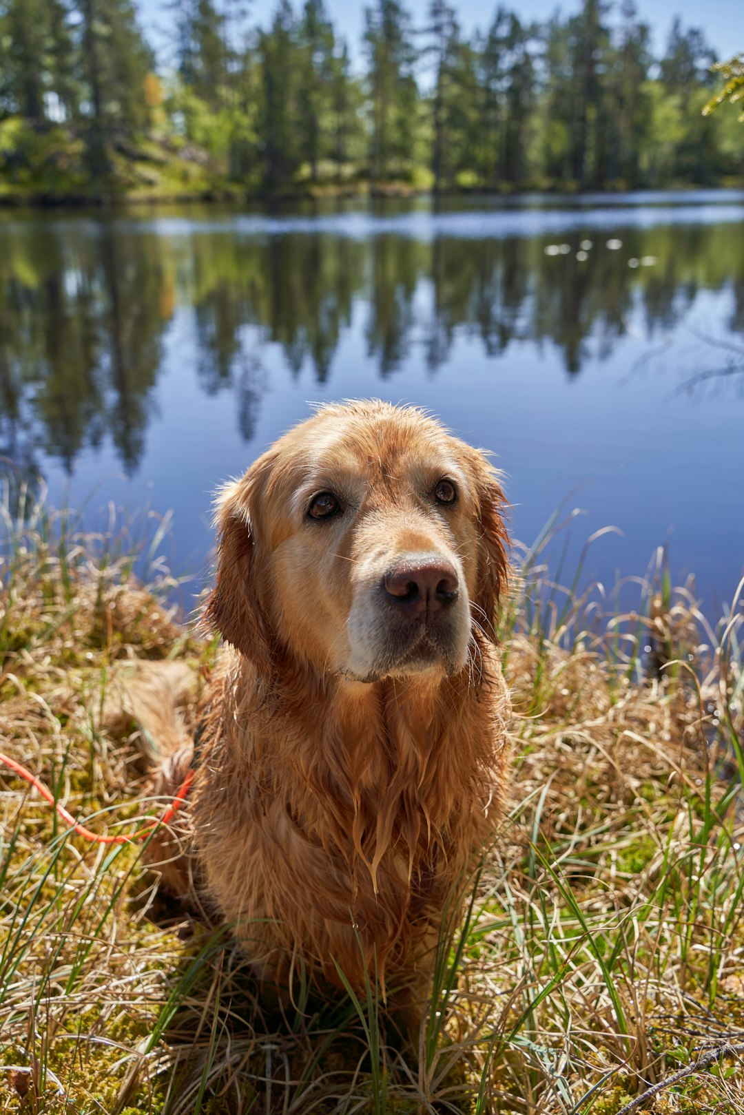 Golden retriever sitting calmly by lake before swimming session