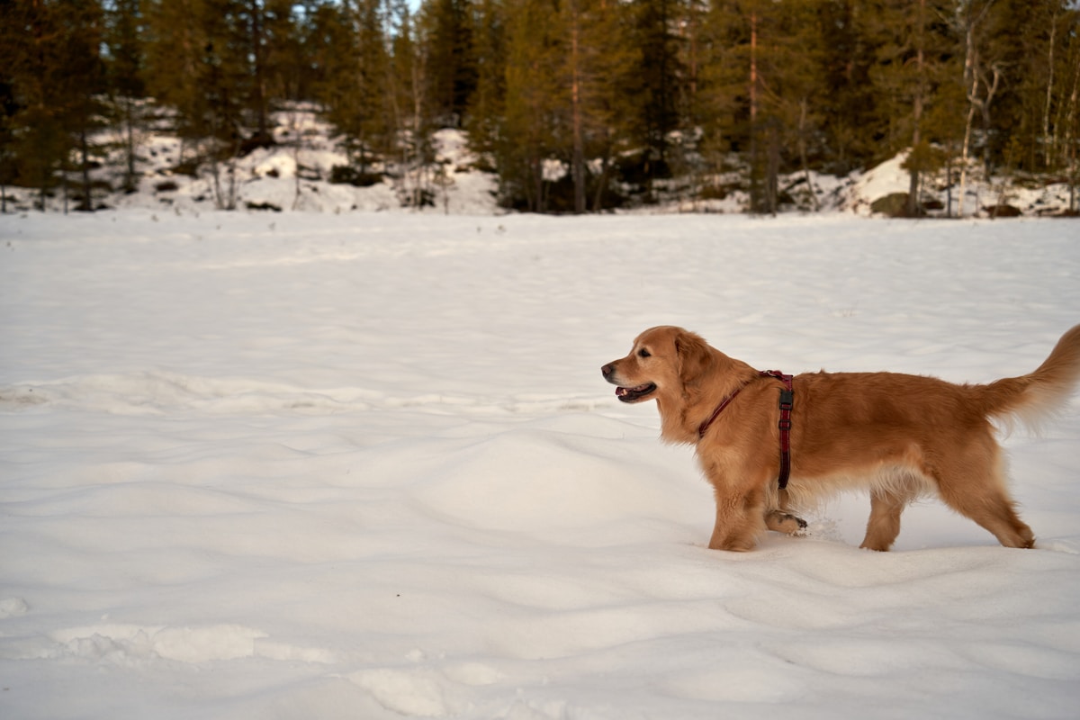 Golden retriever playing in snow showing why dogs need winter boots for cold weather walks