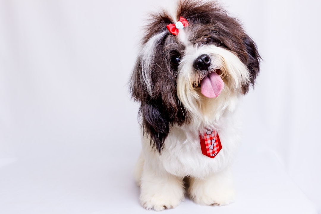 Beautifully groomed dog wearing a red bow