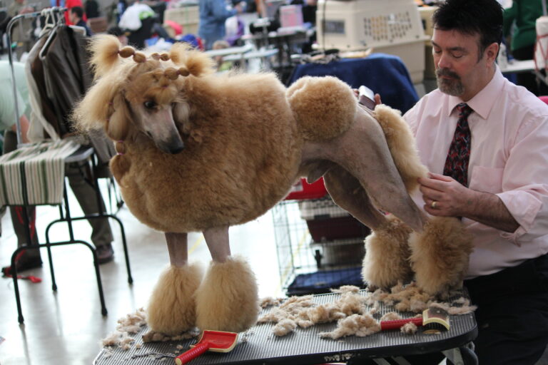 Professional groomer clipping a poodle coat