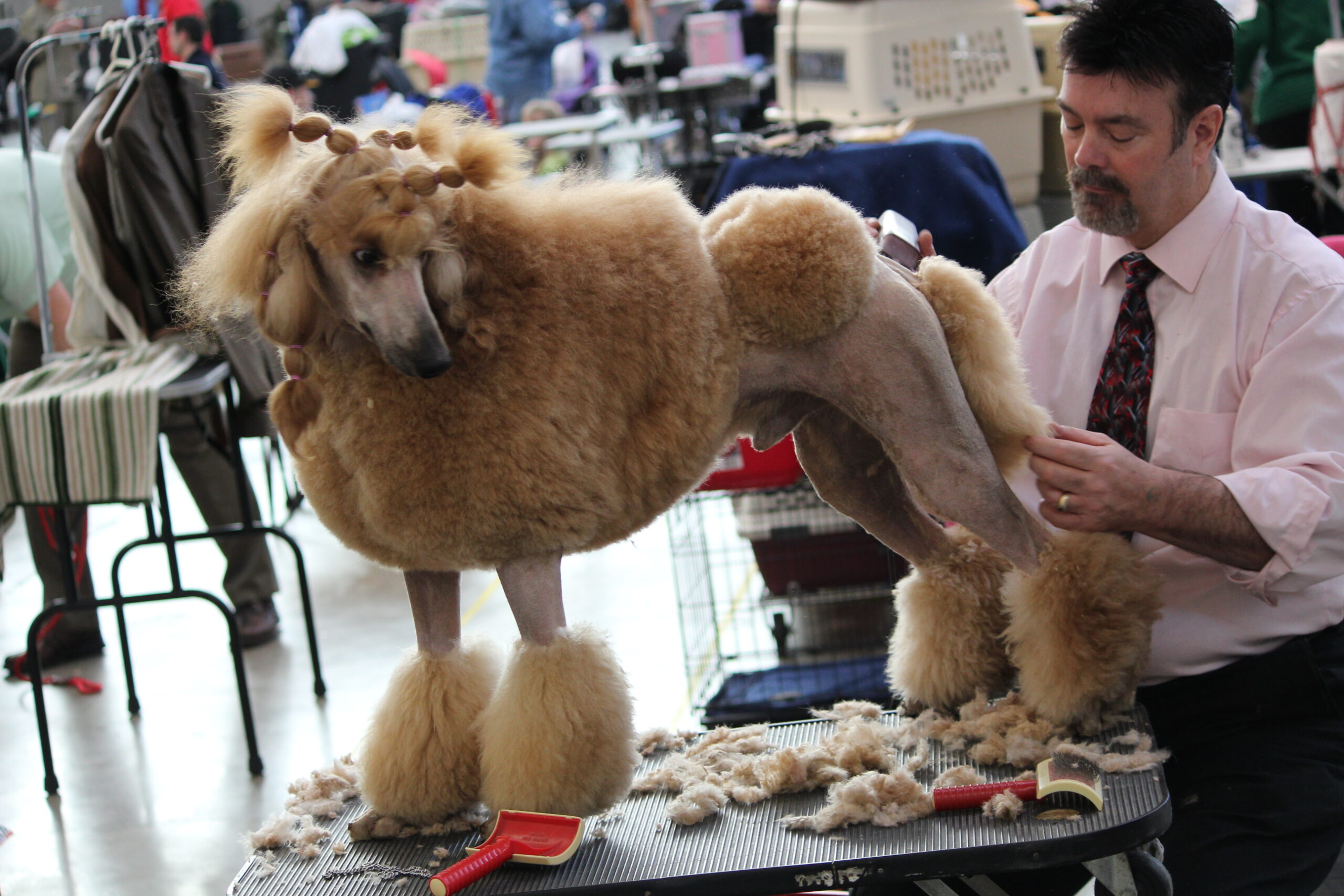 Professional groomer clipping a poodle coat
