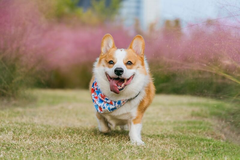 Happy dog running on grass with healthy protected paws during outdoor playtime