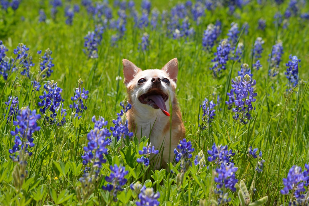 Happy dog sitting among colorful spring flowers outdoors