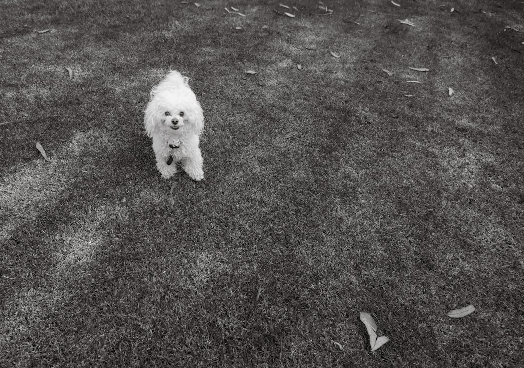 Professional dog groomer brushing dog fur during spring shedding season