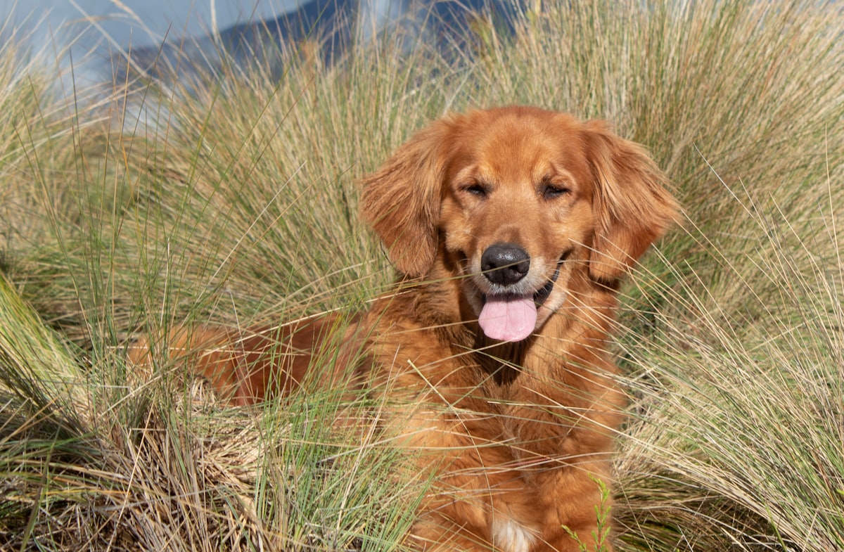 Healthy golden retriever with clean teeth smiling outdoors