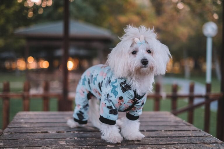 Maltese dog wearing a cute onesie outfit - how to dress your dog