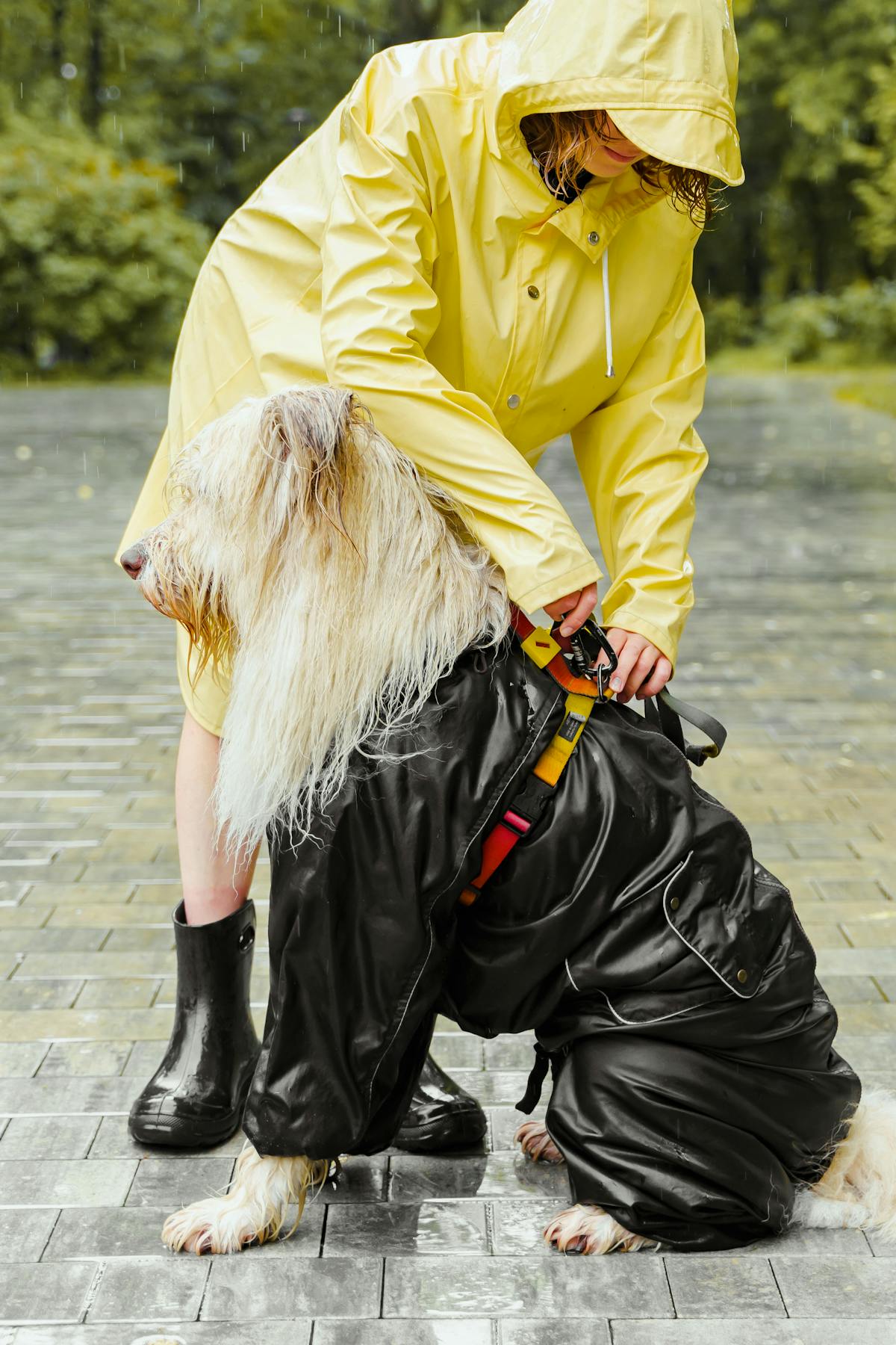 Pet owner adjusting and fitting a waterproof raincoat on their dog before a rainy walk