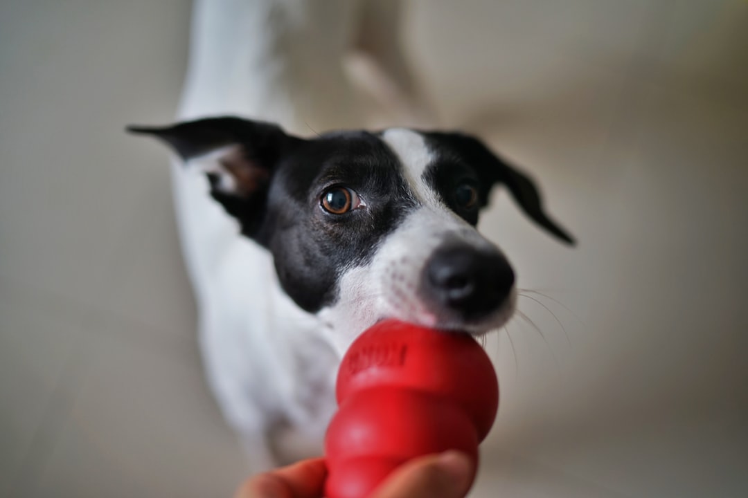 dog holding red chew toy in mouth for dental exercise and teeth cleaning