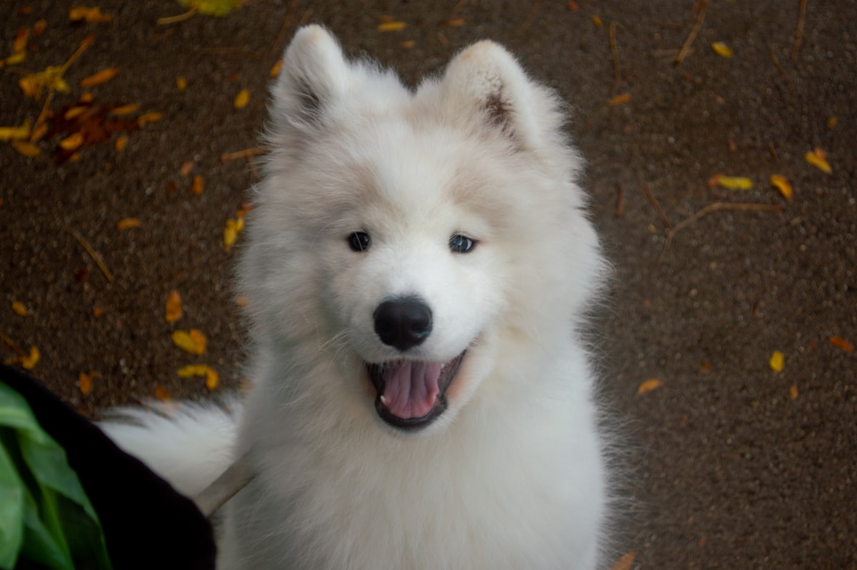 happy white dog smiling showing clean healthy teeth from regular dental care