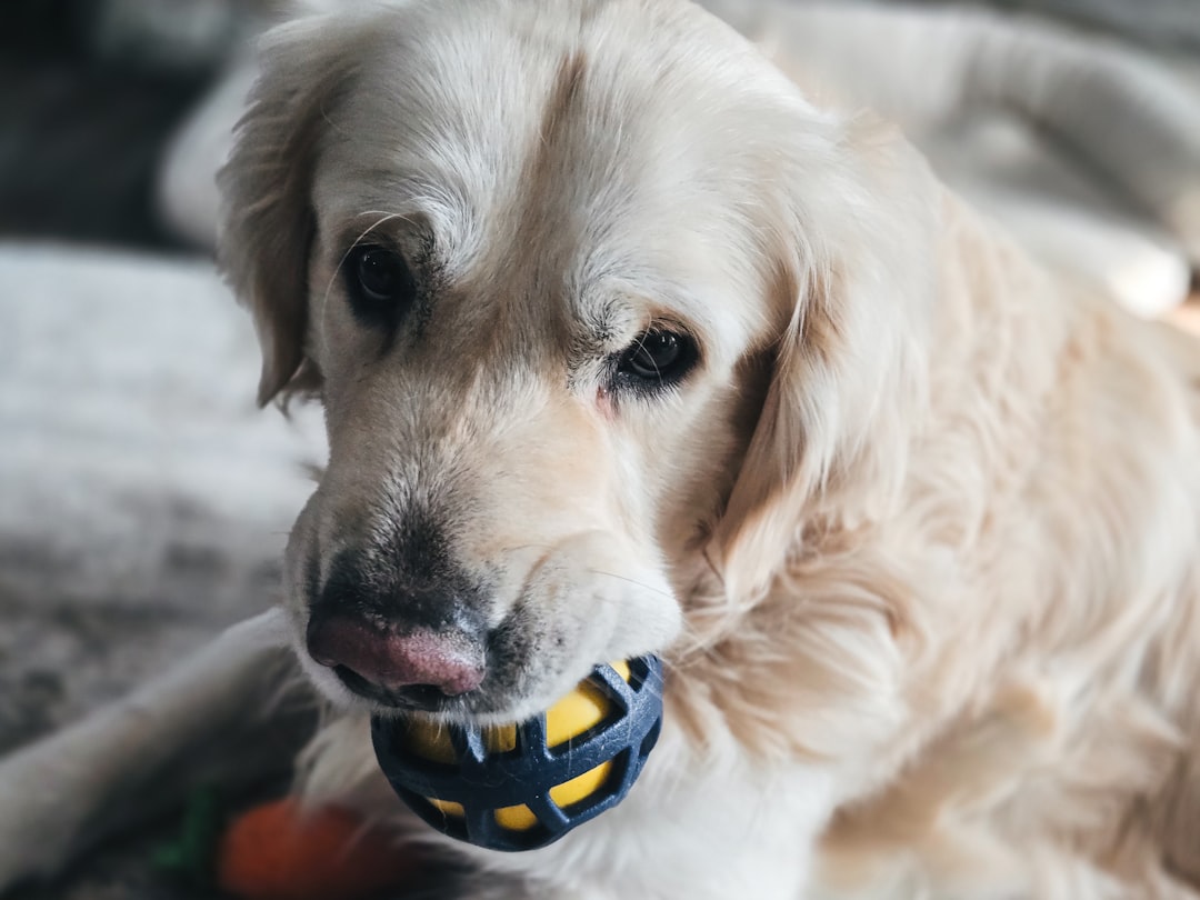 golden retriever holding yellow ball in mouth showing strong teeth from good dental care