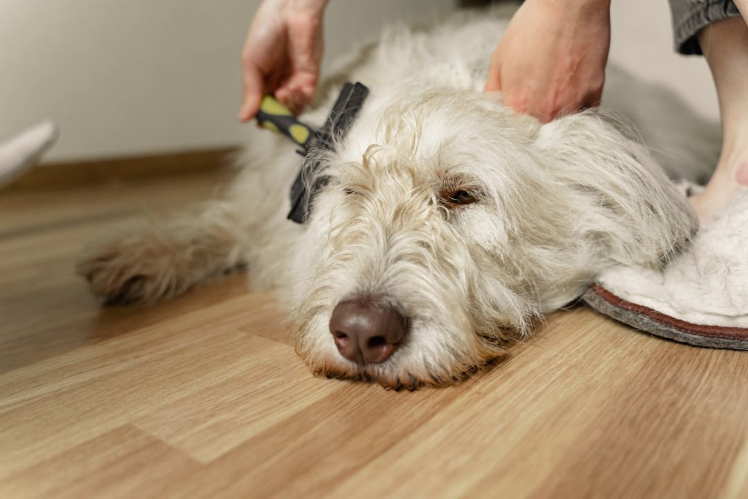white fluffy dog being groomed as part of complete pet care routine including dental hygiene