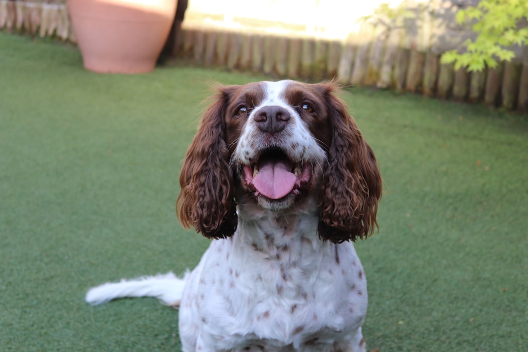 happy white and brown dog sitting outdoors in grass with bright healthy smile