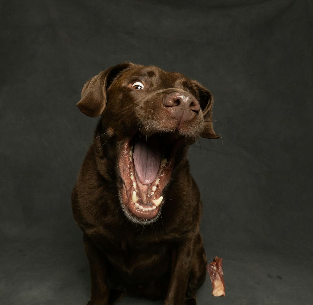happy brown labrador retriever with mouth wide open showing clean healthy teeth