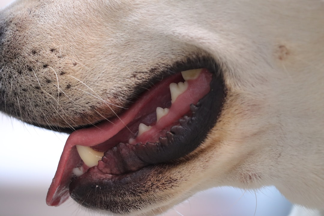 close up of dog mouth open showing teeth and gums for dental health inspection