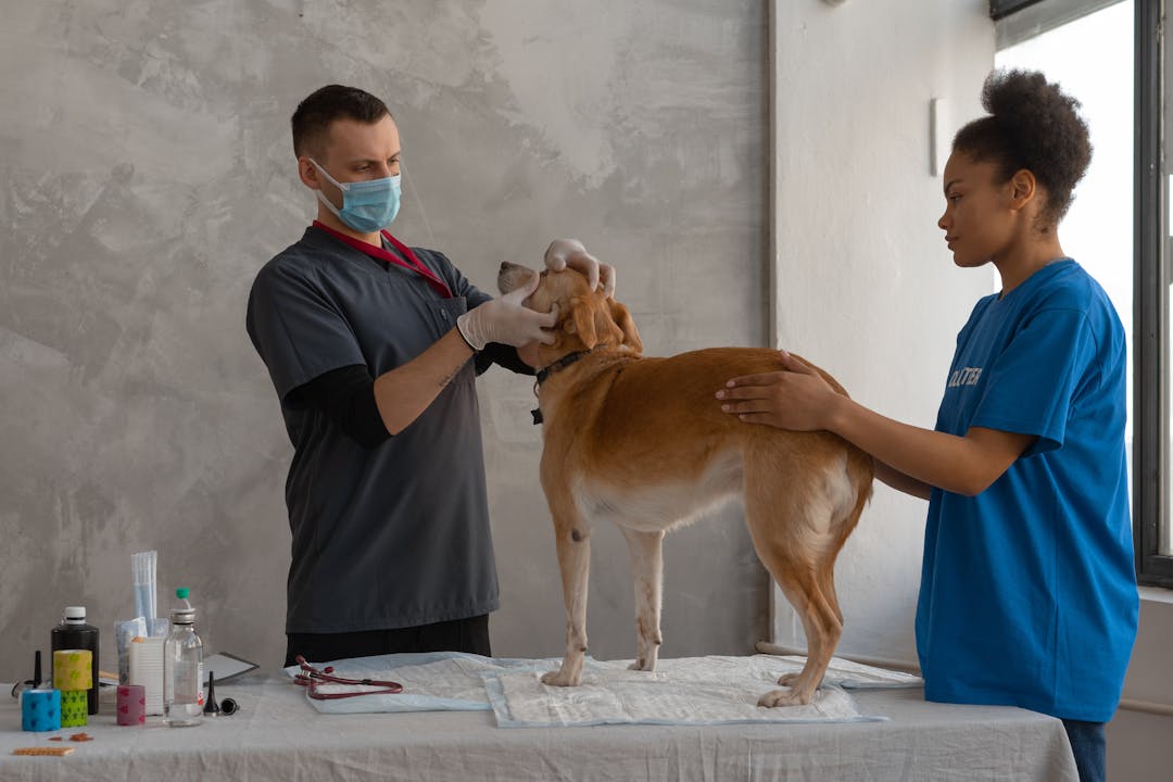 veterinarian examining dog teeth and mouth during professional dental checkup