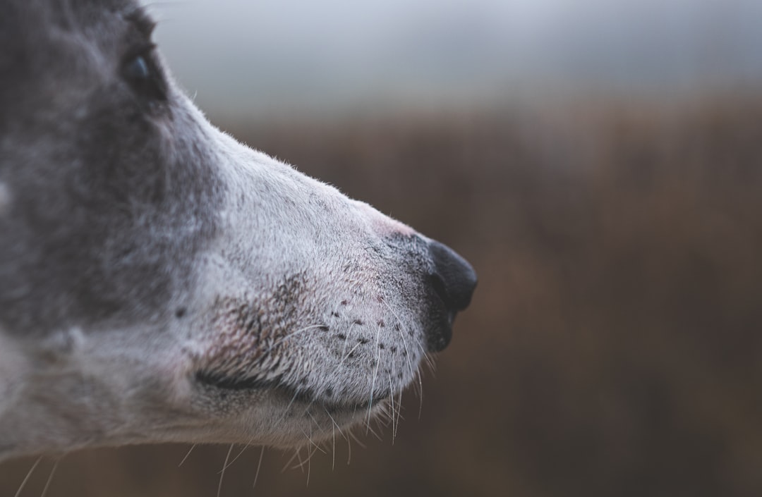 Close-up of a dog face showing signs of skin irritation and allergy symptoms