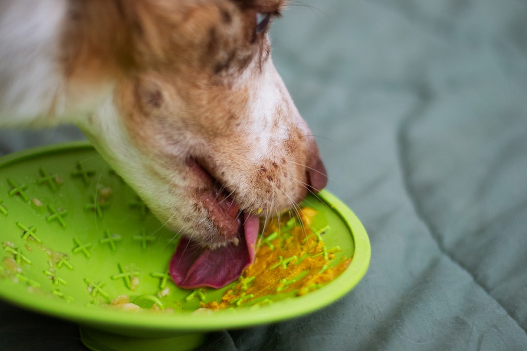 Dog eating healthy food from a green bowl to support skin health and reduce food allergies