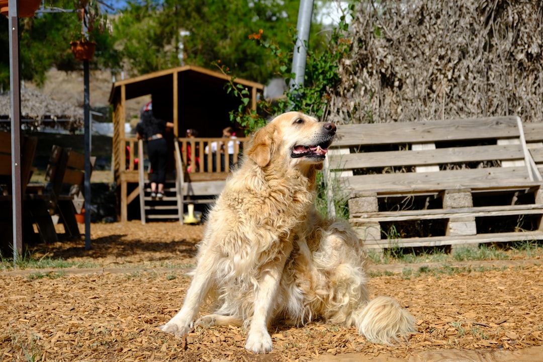 Golden retriever sitting outdoors showing healthy coat and skin condition