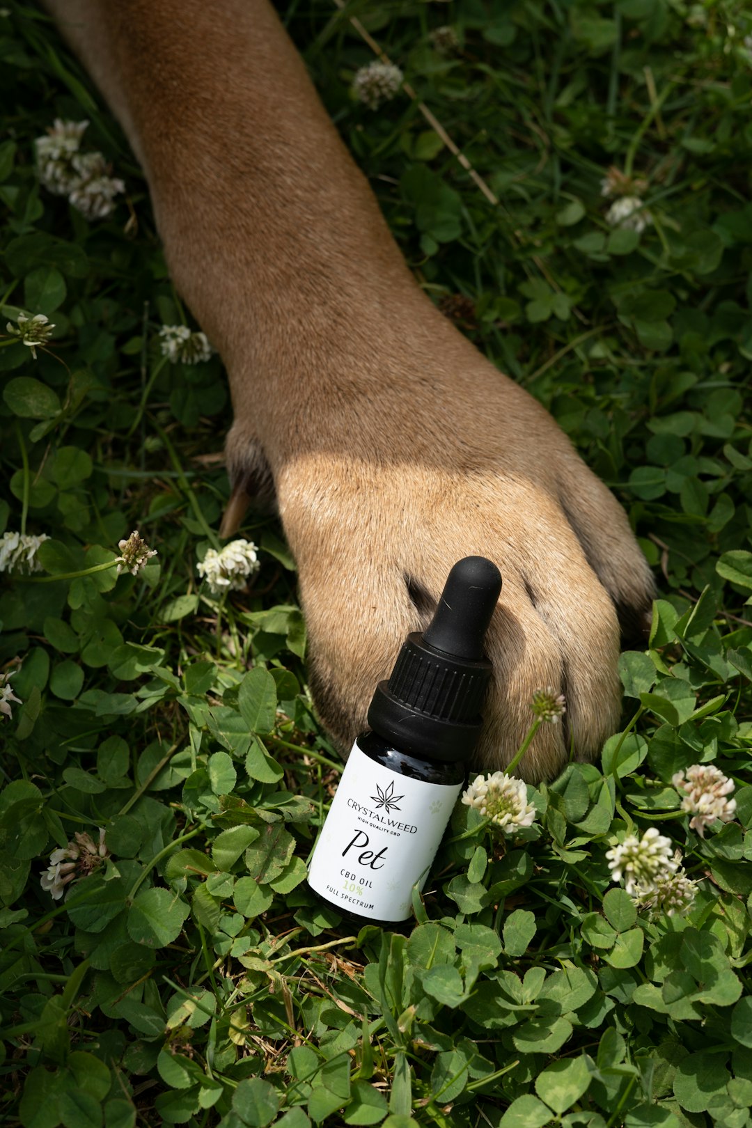 Dog paw care with natural remedy oils for soothing itchy allergic skin