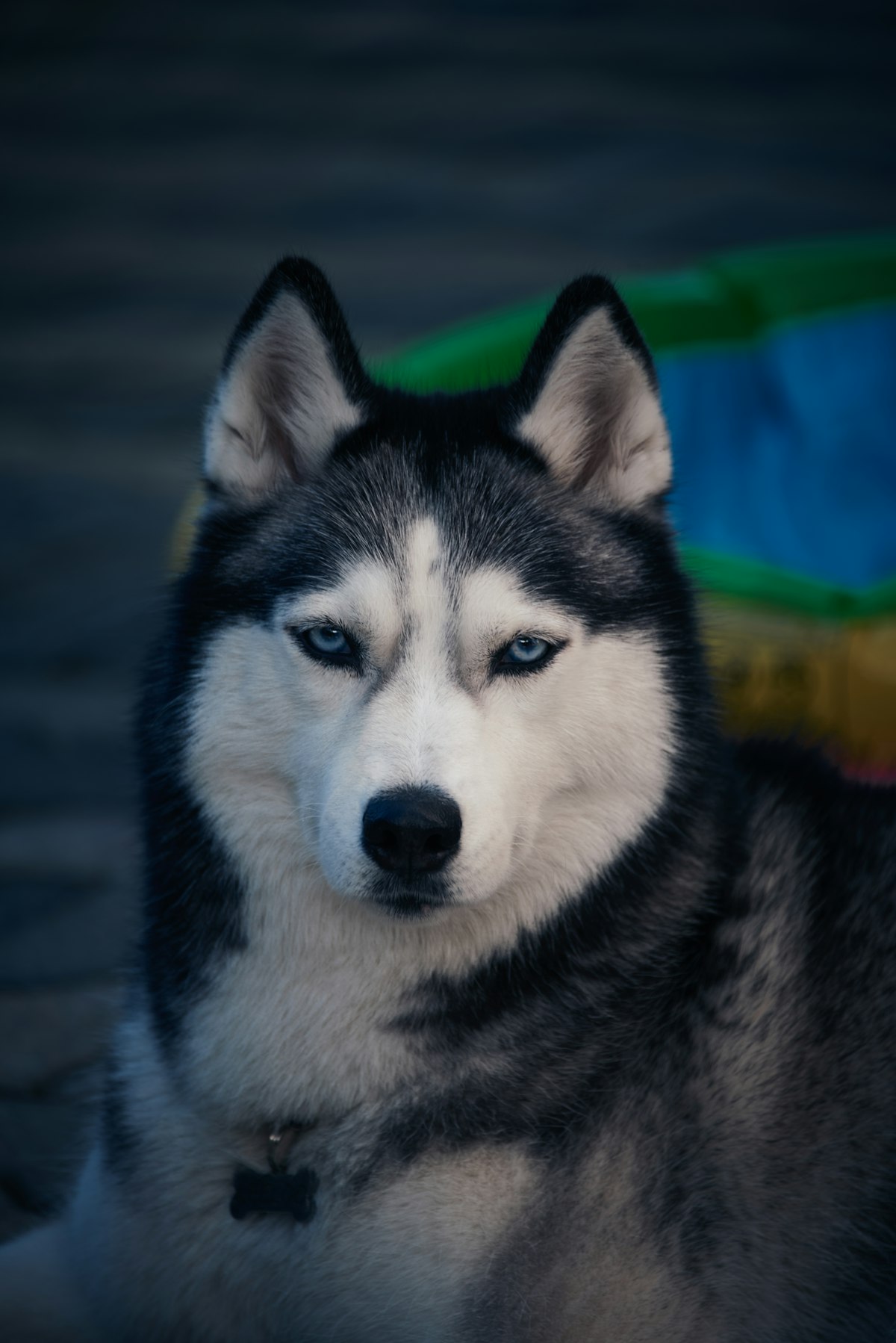 Husky with thick double coat that sheds heavily during seasonal blowouts