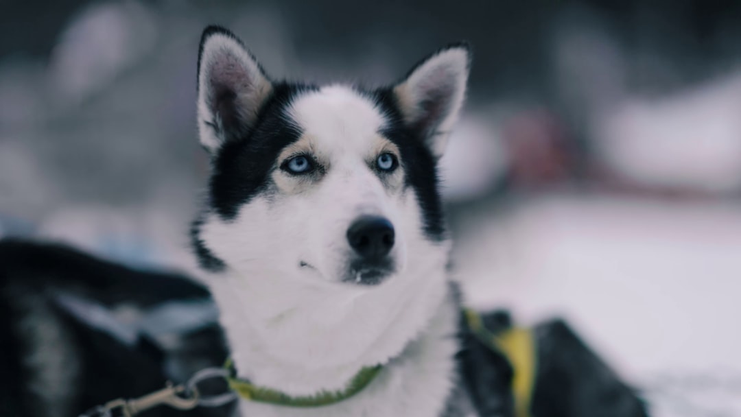 Siberian Husky wearing fashionable winter scarf in snowy landscape