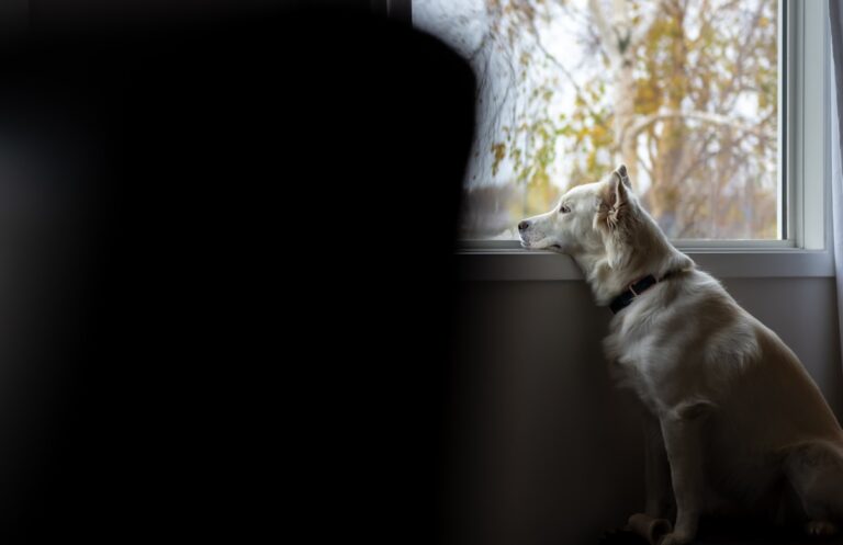 dog looking out window with separation anxiety waiting for owner to return
