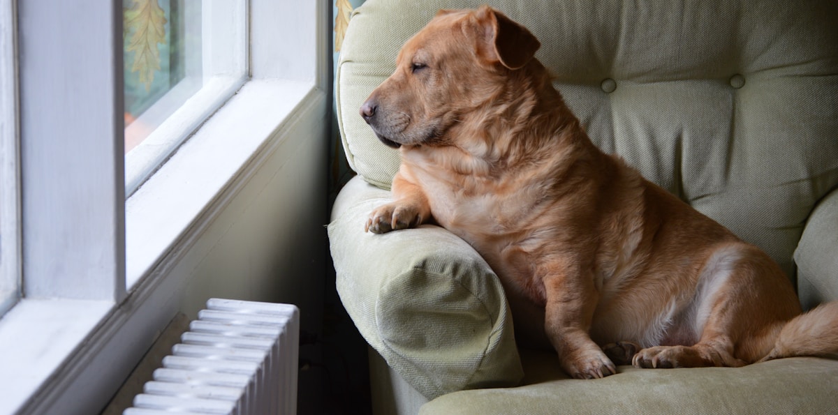 brown dog lying on couch with anxious expression from being left alone