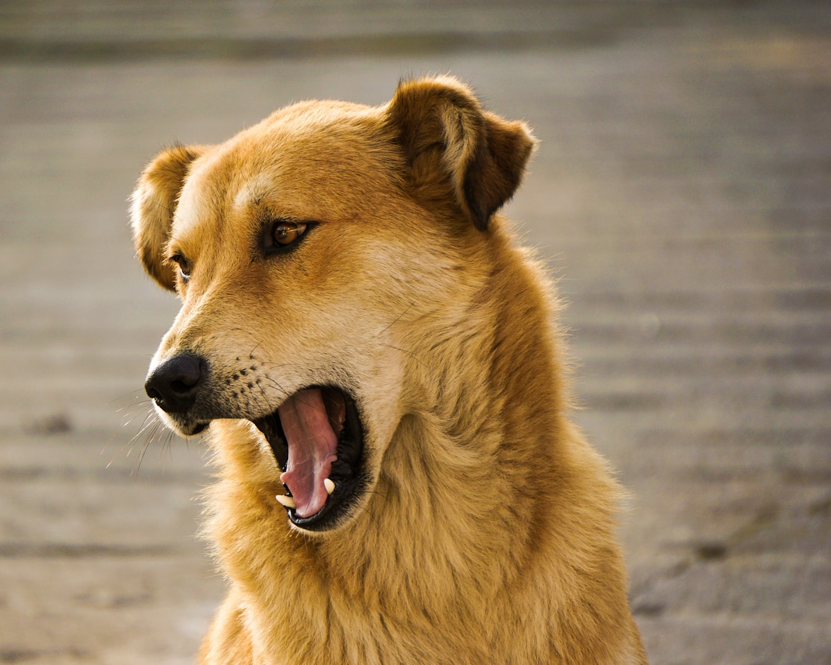 dog barking excessively due to separation anxiety when left alone