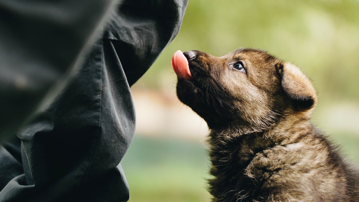 owner holding and comforting anxious dog during separation anxiety training