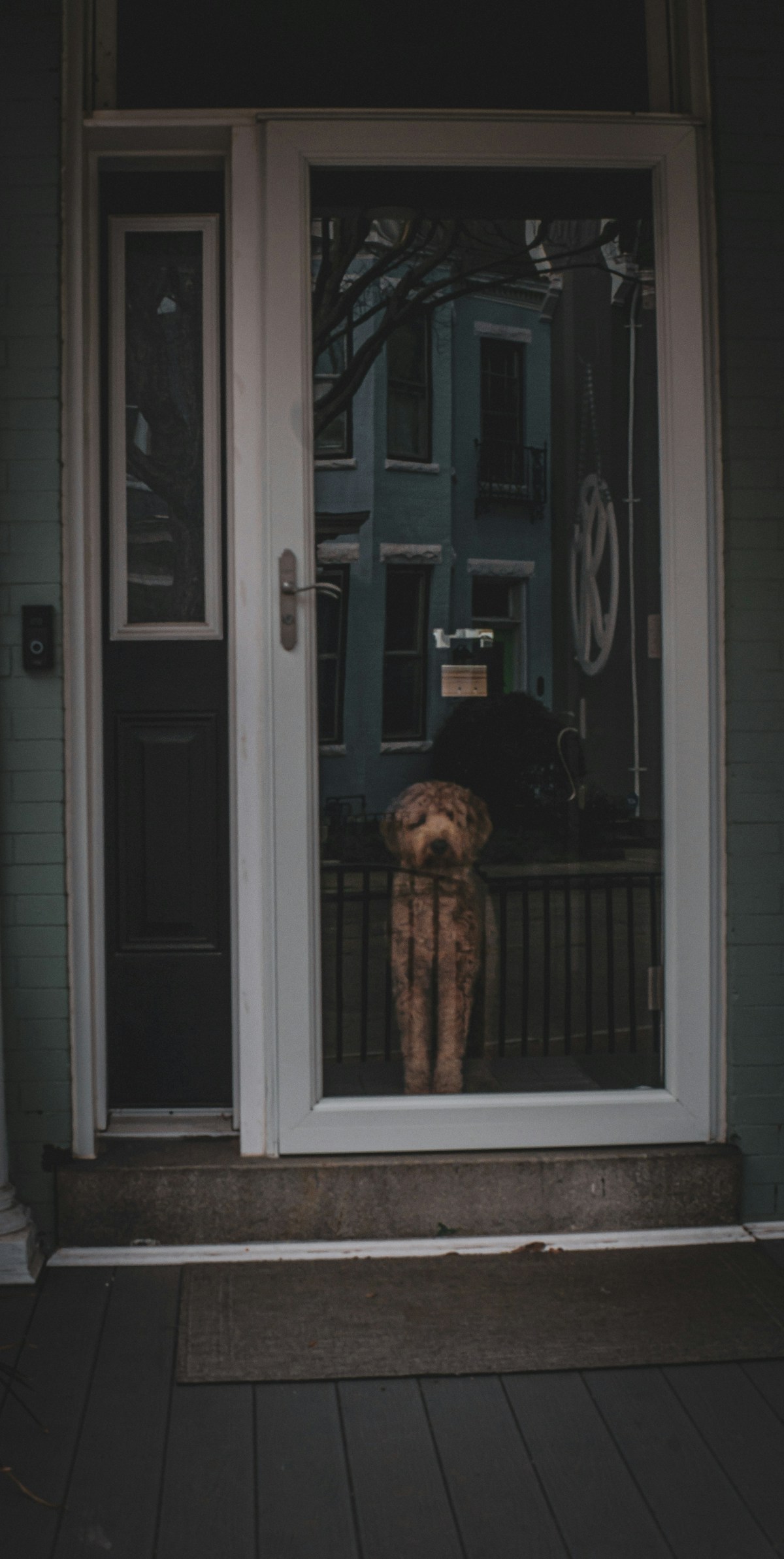 dog sitting alone in doorway waiting for owner showing separation distress