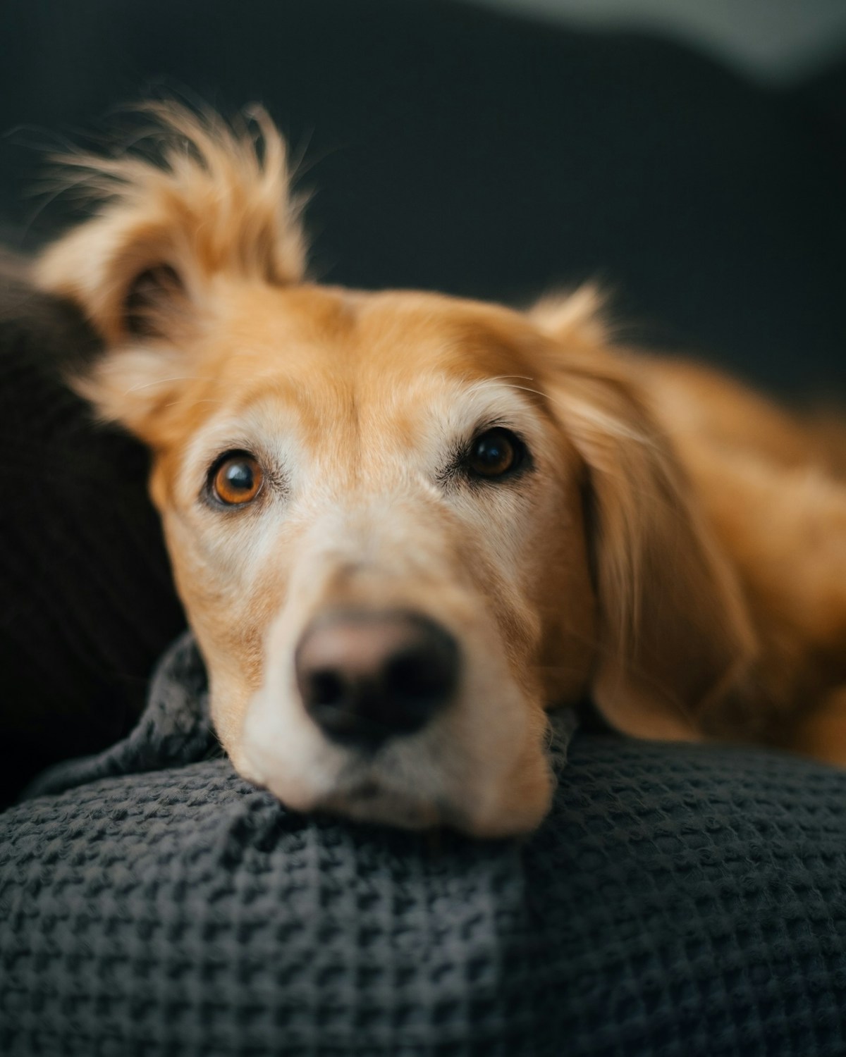 golden retriever resting peacefully at home after separation anxiety treatment