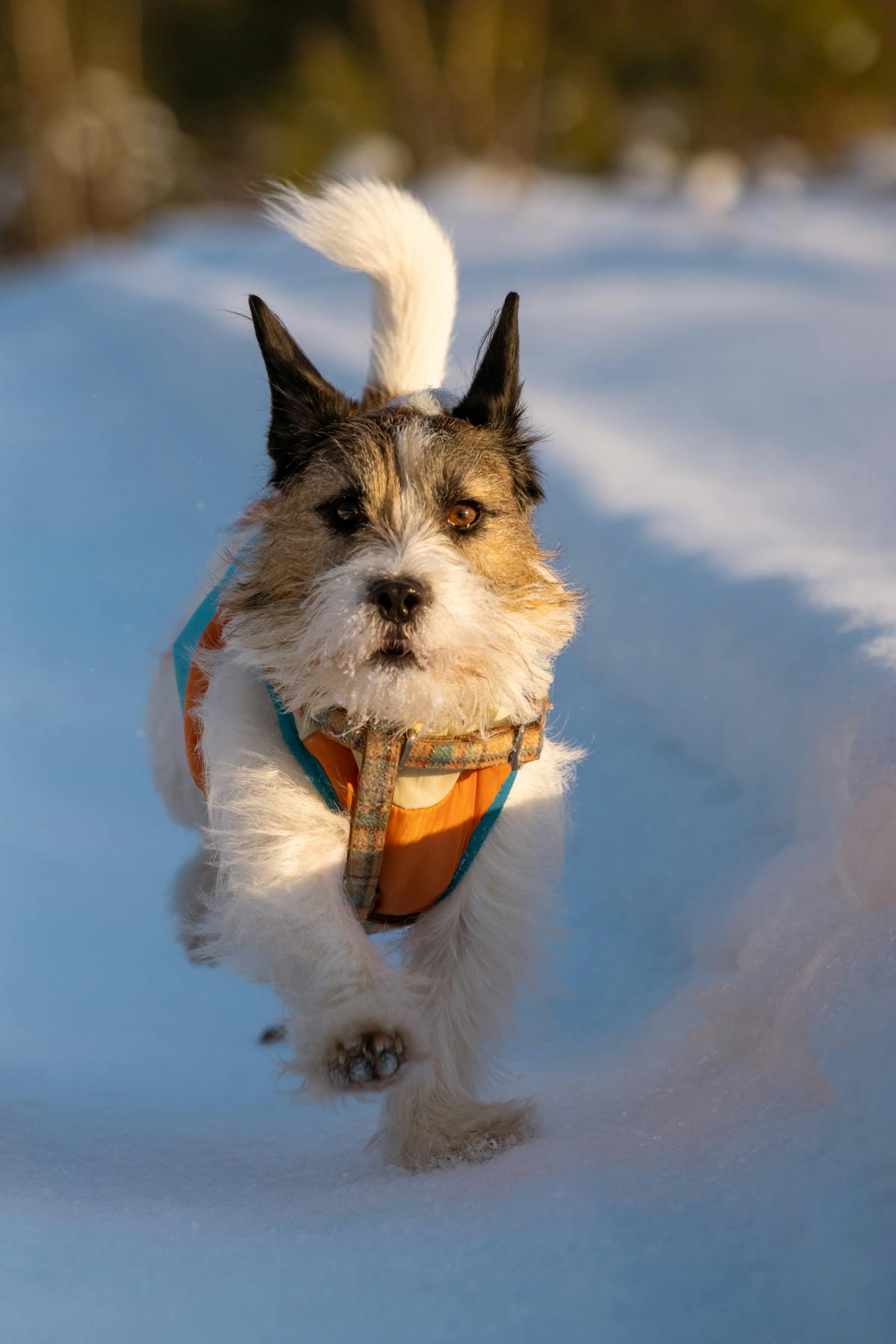Jack Russell Terrier running through snow wearing an orange and blue winter jacket for active outdoor play