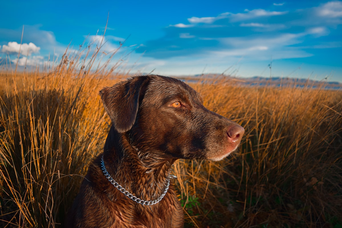 Labrador retriever outdoors showing healthy coat typical of heavy shedding breeds