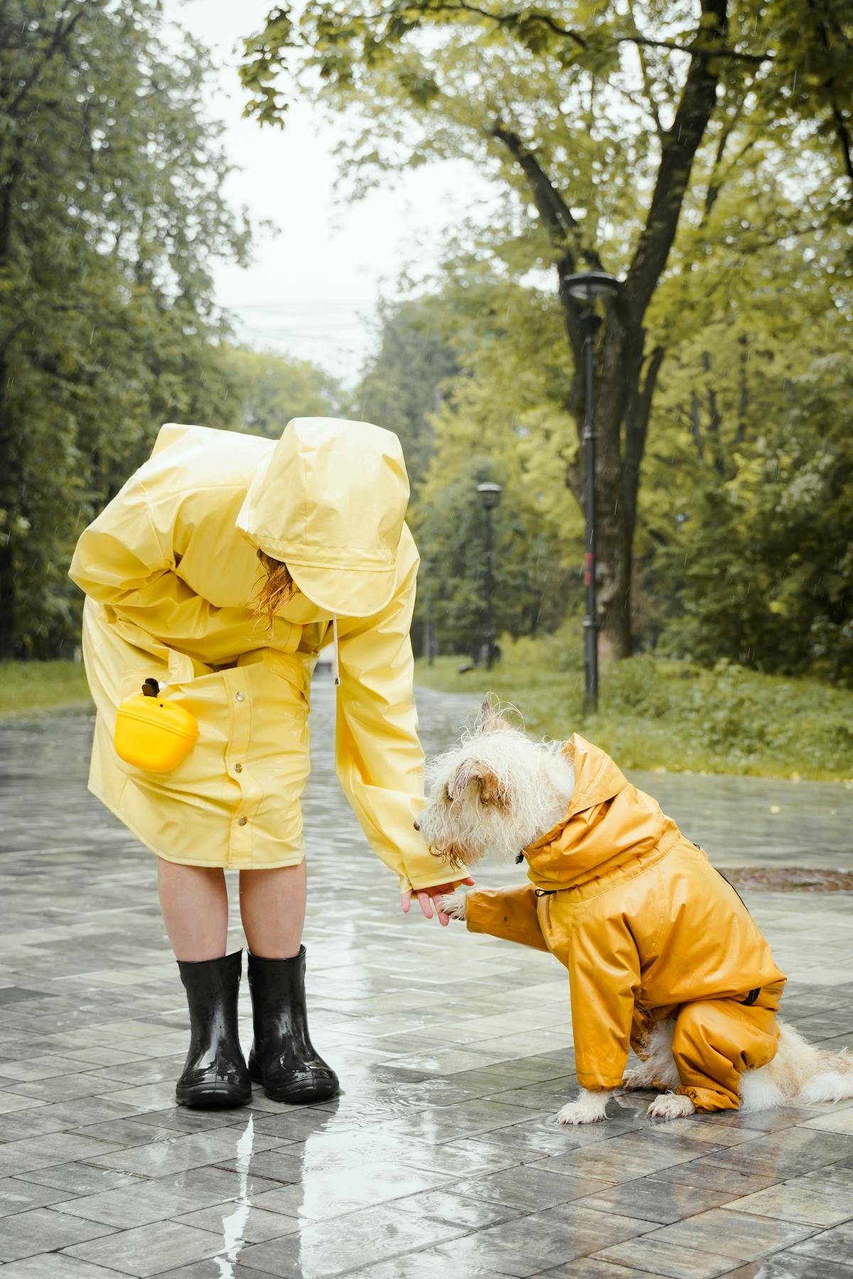 Matching dog and owner in yellow raincoats walking together
