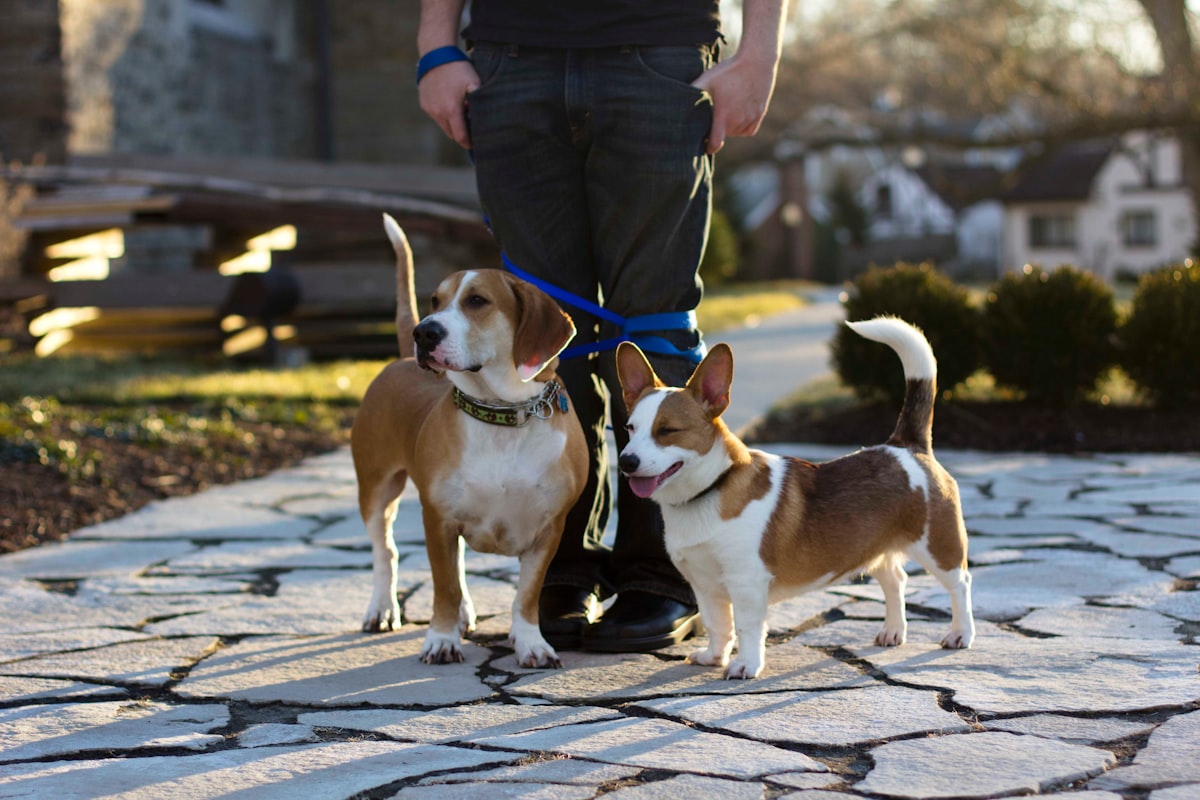 Multiple dogs walking together with proper equipment