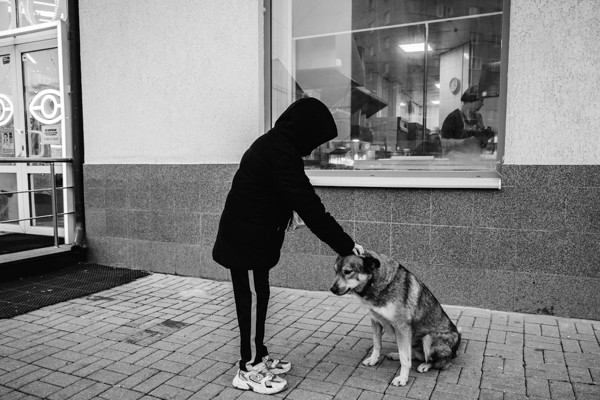 Person gently petting a friendly dog outdoors to build trust and confidence through socialization