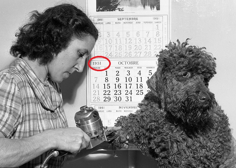 Dog being groomed at a professional pet salon