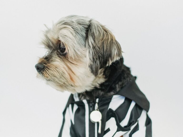 Yorkshire Terrier wearing a striped dog hoodie