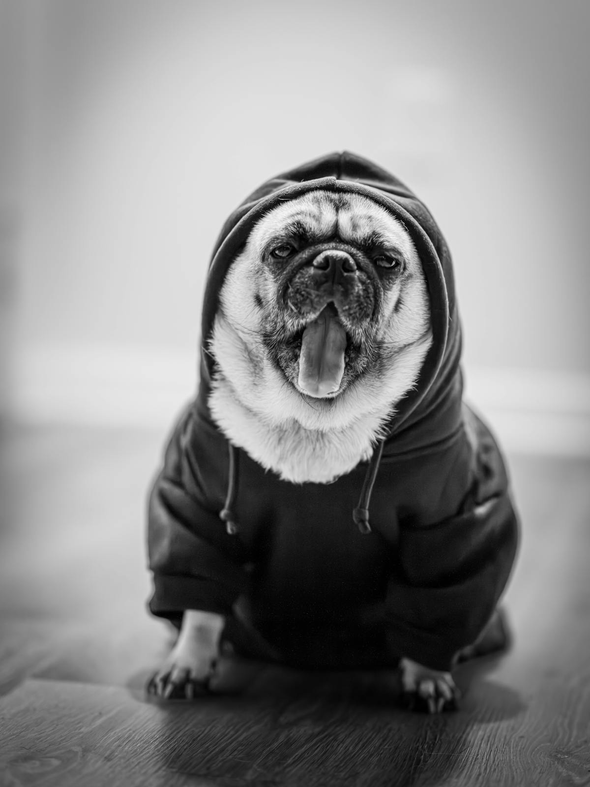 Pug wearing a cozy dog hoodie in black and white