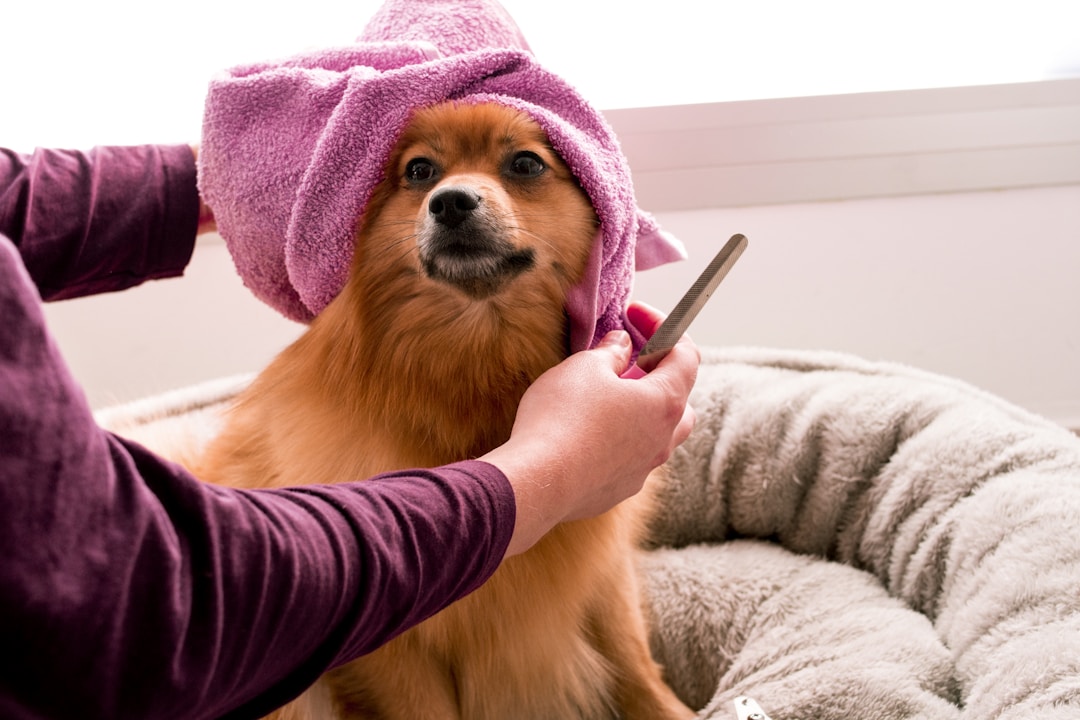 Pomeranian wrapped in a pink towel after a bath