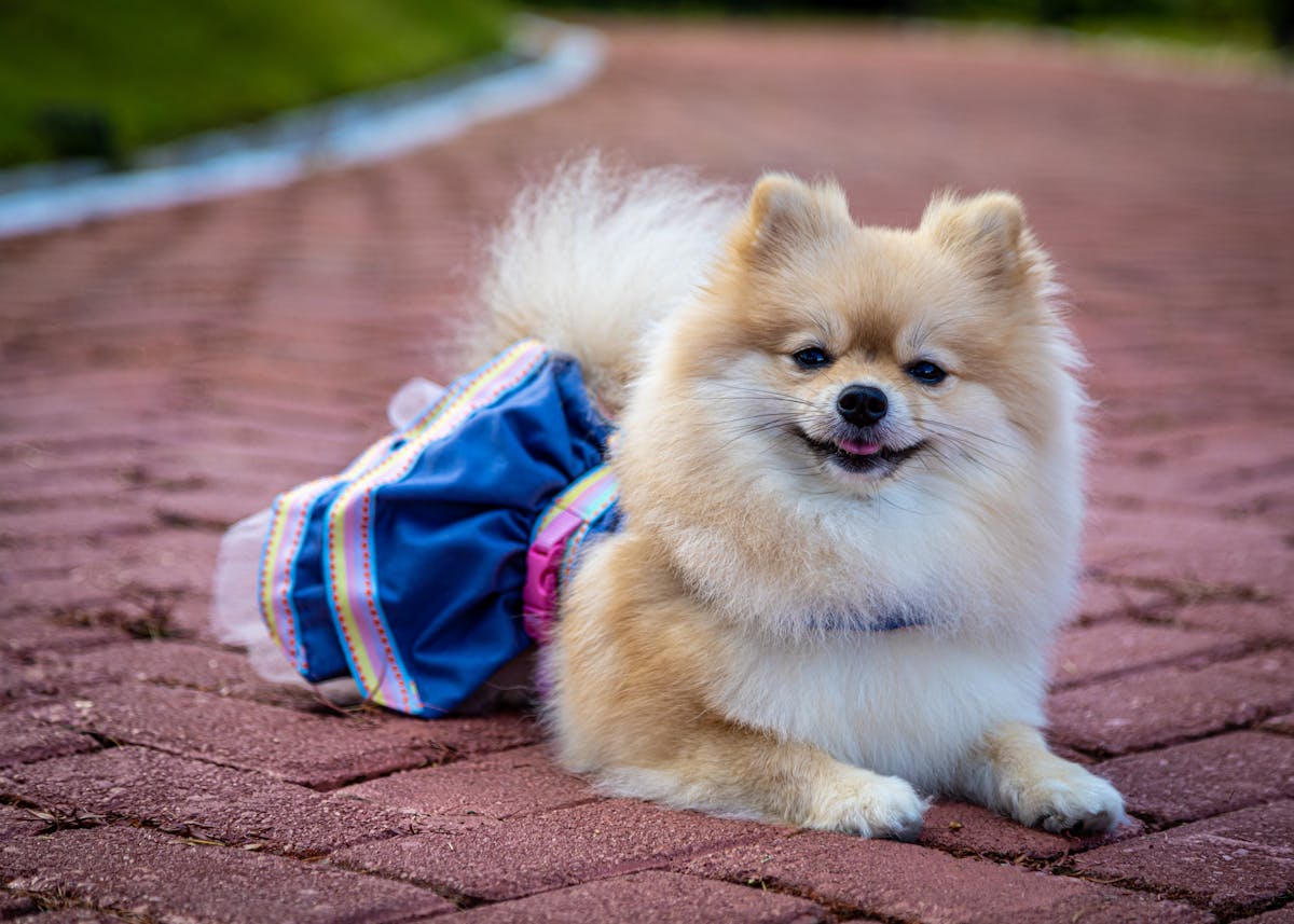 Pomeranian wearing a colorful dress on a brick pathway - dog outfit
