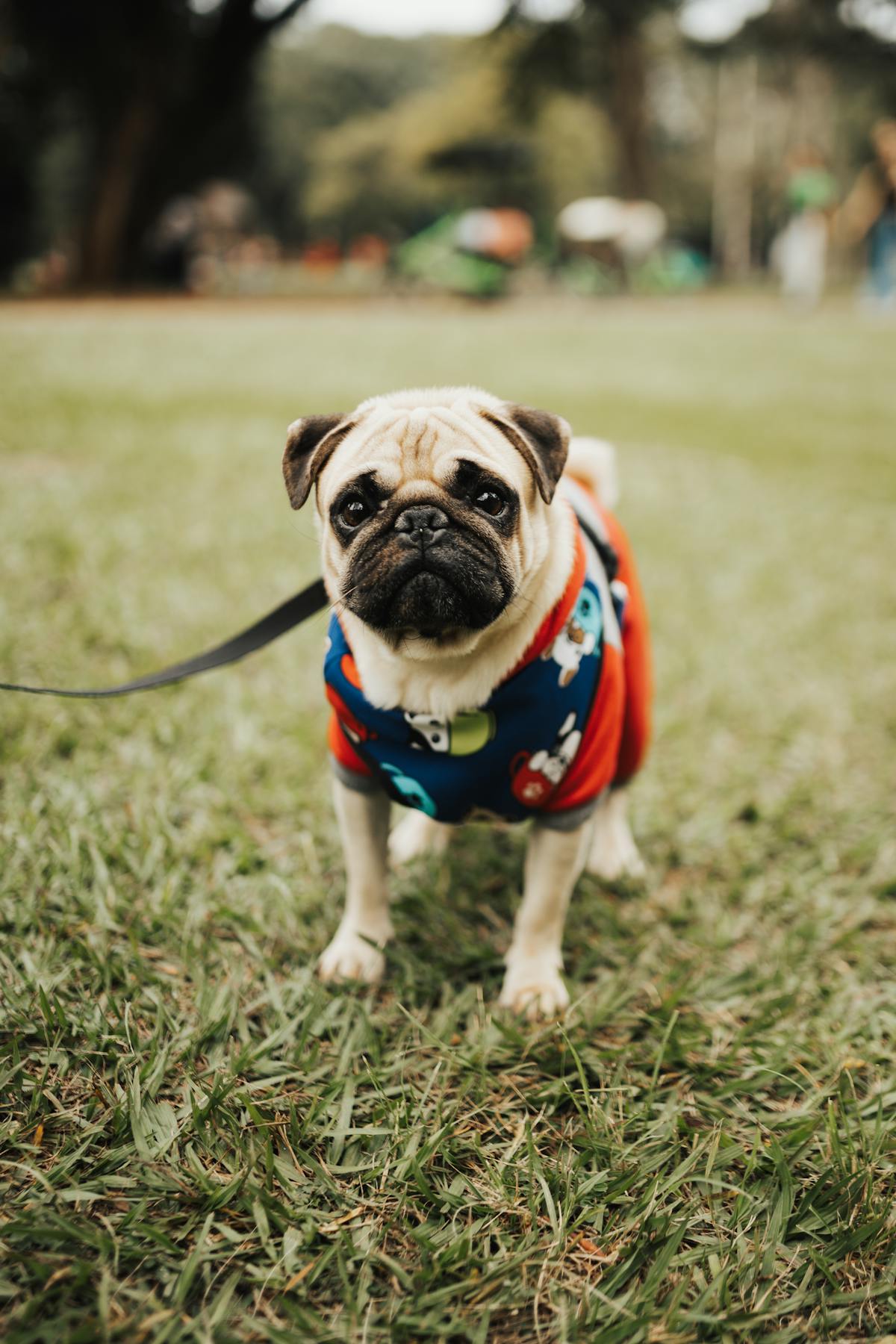 Pug in colorful spring dog clothes walking happily through the park