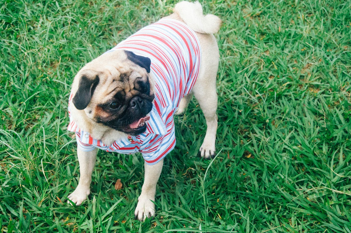 Pug wearing a striped t-shirt on green grass - summer dog clothes