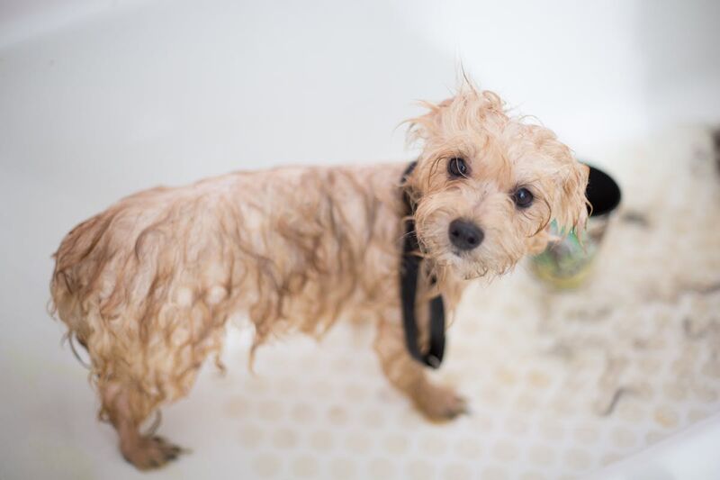 Puppy in bathtub getting a gentle paw cleaning during regular grooming