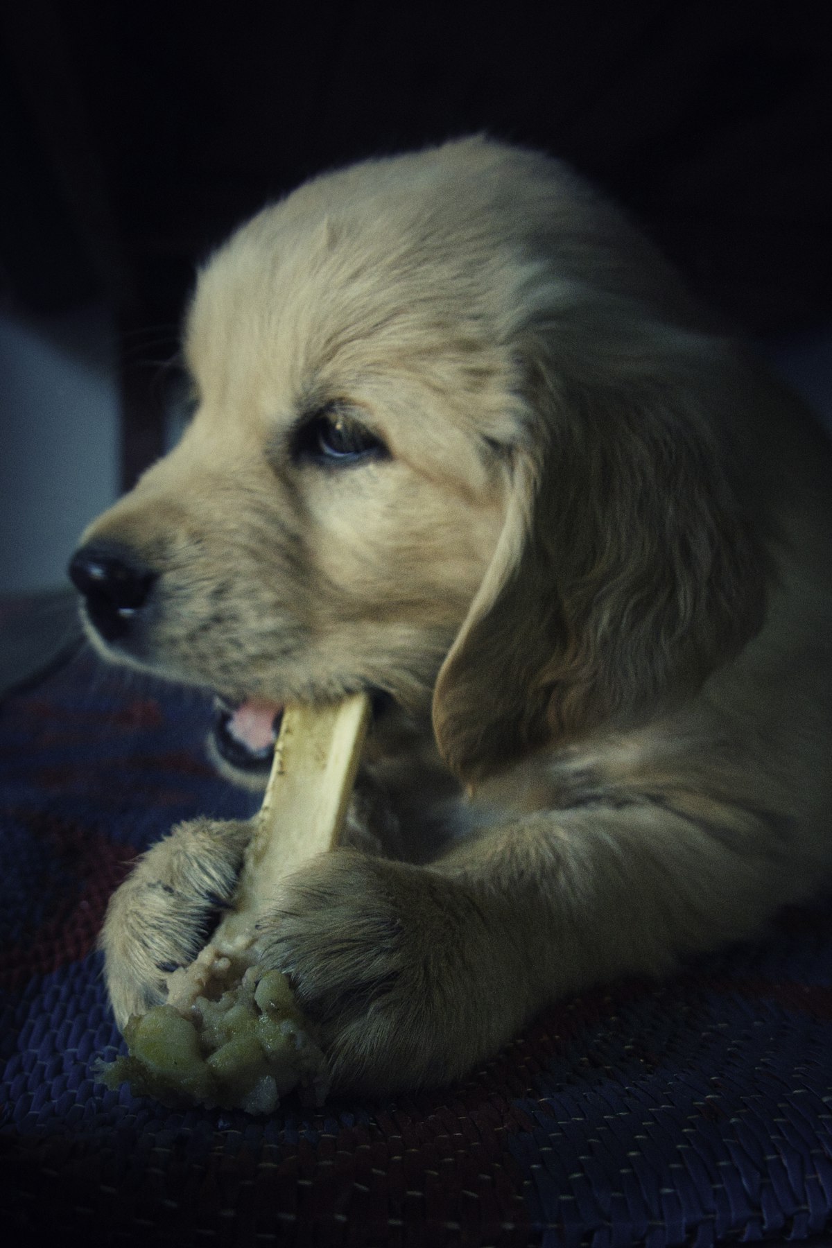 Puppy chewing on a bone for natural dental cleaning and teeth health