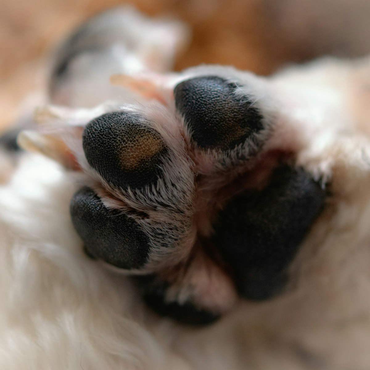Close-up of puppy paw pads showing soft skin that needs protection from hot pavement and rough terrain