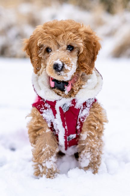 Puppy wearing a red winter coat playing in fresh snow