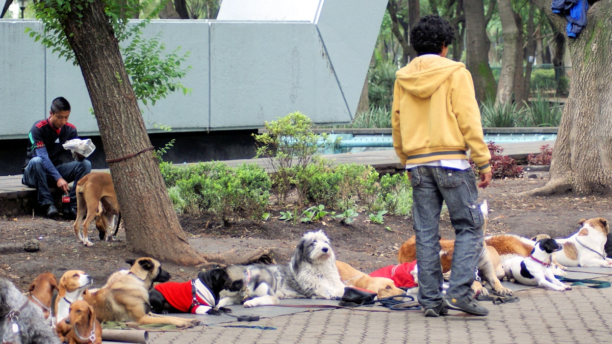 Puppy attending a socialization class with other dogs and trainers in a controlled environment