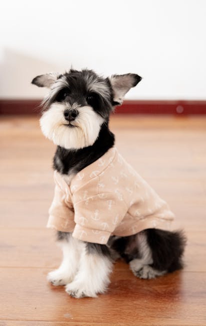 Miniature Schnauzer wearing a casual knit sweater on hardwood floor